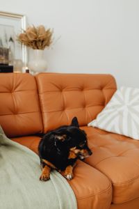 Kaboompics - Small Black Dog Resting Between White Cushions on a Sofa