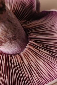 Kaboompics - Violet Wood Blewit Mushroom Gills Detail