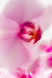Kaboompics - Minimal Pink Orchid Close Up Soft Background