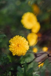 Kaboompics - Golden Chrysanthemums Framing a Dark Green Background