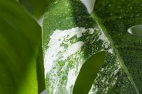 Kaboompics - Monstera Variegata Leaf Close-Up with White Variegation