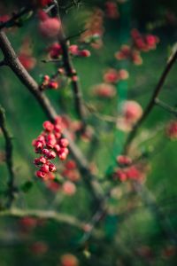 Red rowan on trees
