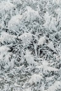 Kaboompics - Detailed Ice Crystal Pattern on Snow