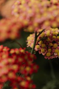 Kaboompics - Green Flower Bud with Dark Autumn Garden Background