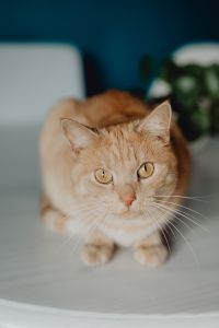 Kaboompics - Ginger Cat Portrait on a White Table with a Plant in Soft Focus