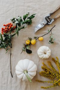 Kaboompics - White Pumpkin, Pruning Shears, Goldenrod and Berry Branch on Beige Linen