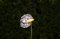 Kaboompics - Yellow Flower Covered by a Bubble Cluster on Dark Green Background