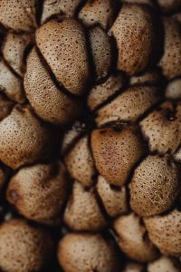 Kaboompics - Close-Up Texture of Tan Puffball Mushrooms