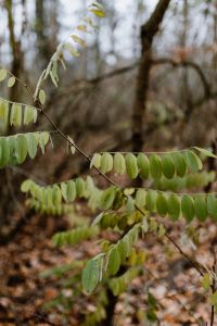 Kaboompics - Acacia tree