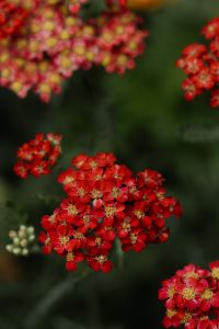 Kaboompics - Blurred Red and Pink Autumn Flowers with Copy Space