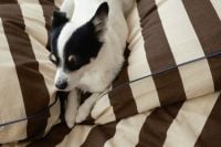 Kaboompics - Black and White Dog Resting on Cozy Bed