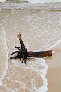 Kaboompics - Close-Up Driftwood on Beach Sand