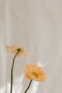 Kaboompics - Minimal Bloom Composition against a Soft White Backdrop