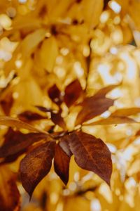 Kaboompics - Abstract Golden Magnolia Leaf Bokeh Background