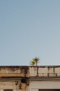 Kaboompics - Rooftop Palm Tree and Blue Sky in Malta