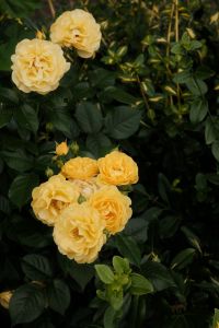 Kaboompics - Cream Yellow Roses Blooming Among Dark Green Garden Leaves