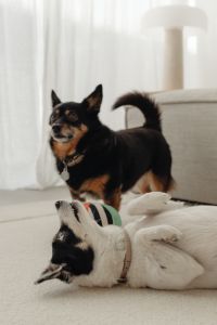 Kaboompics - Black Dog Standing Over Companion on a Living Room Rug