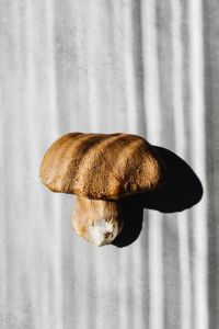 Kaboompics - Close-Up of Large Boletus Mushroom and Hard Shadow