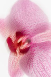 Kaboompics - Pink Orchid Macro Close Up Soft Background