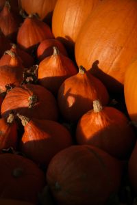Kaboompics - Orange Pumpkins with Strong Sunlit Shadows