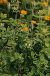 Kaboompics - Mint Plants In Summer Rain