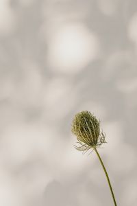 Kaboompics - Bright and warm free backgrounds or wallpapers