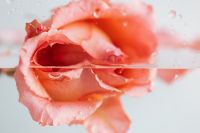 Kaboompics - Single Pink Rose Petal with Droplets, Soft Floral Background