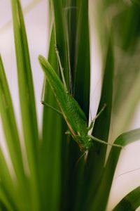 Kaboompics - Close-Up Green Grasshopper on a Blade with Pale Copy Space