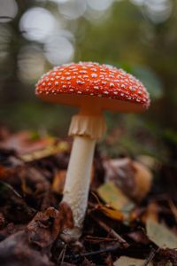 Toadstool growing in the forest