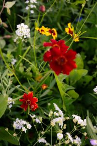 Kaboompics - Red Zinnia Among Wildflowers