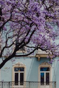 Kaboompics - Jacaranda Blossoms Over Pale Blue Lisbon Facade with Ornate Window Trim
