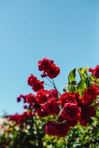 Kaboompics - Roses of Bulgaria