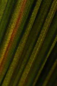 Kaboompics - Palm Leaf Detail With Deep Shadows And Texture