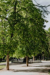 Kaboompics - Blooming chestnuts in spring