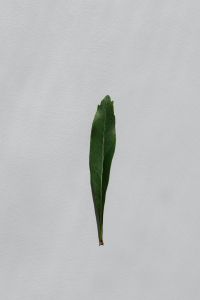 Kaboompics - Single Green Leaf Against a Textured White Wall