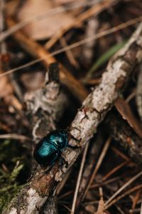 Kaboompics - Small Woodland Beetle on Weathered Bark