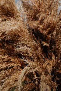 Kaboompics - Dried Pampas Grass Texture for Warm Neutral Backgrounds