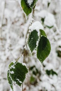 Kaboompics - Hoarfrost Coated Trees Along A Snowy Woodland Path