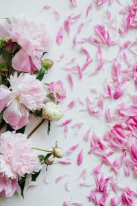 Kaboompics - Overhead Pink Peony Bouquet with Loose Petals