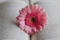 Kaboompics - Pink Gerbera Framed by Curved Book Pages