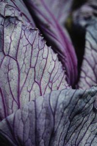 Kaboompics - Pale Purple Dried Leaf Texture with Detailed Veins