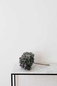 Kaboompics - Sideways Hydrangea Bloom With Bare Stem on Marble Table
