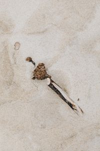 Kaboompics - Stick on Sandy Beach by the Sea