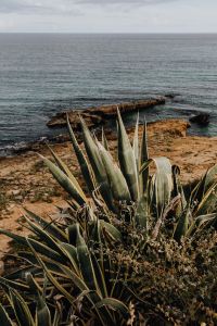 Kaboompics - Plants of Portugal