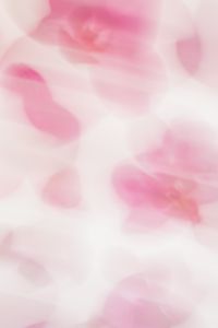 Kaboompics - Very Soft Pink Orchid Blur Minimal Background