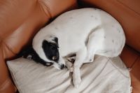 Kaboompics - Close-Up Portrait of a Sleeping White and Black Dog on a Chair