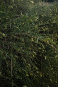 Kaboompics - Green Leafy Branch with Small Seed Pods in Soft Focus