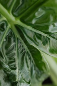 Kaboompics - Alocasia Leaf Botanical Wallpaper
