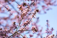 Kaboompics - Soft-Focus Pink Spring Blossoms on a Branch Against Light Blue Sky