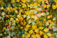 Kaboompics - Yellow leaves